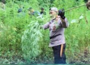 SITA DAN MUSNAHKAN 3.500 BATANG GANJA, POLRES ACEH